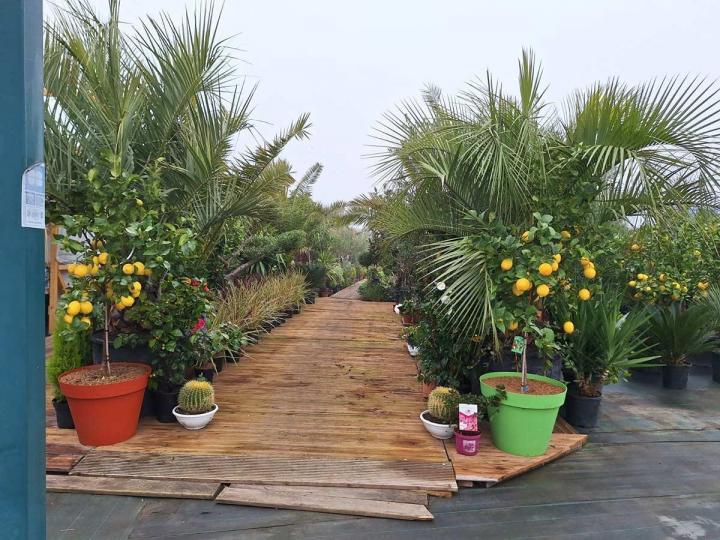 Vente de plantes fruitières à Portet-sur-Garonne