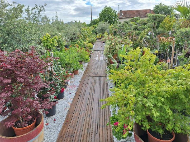 Plantes vertes Portet-sur-Garonne