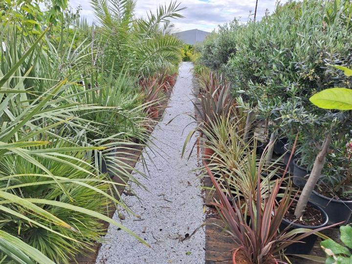 Vente de plantes vertes Portet-sur-Garonne