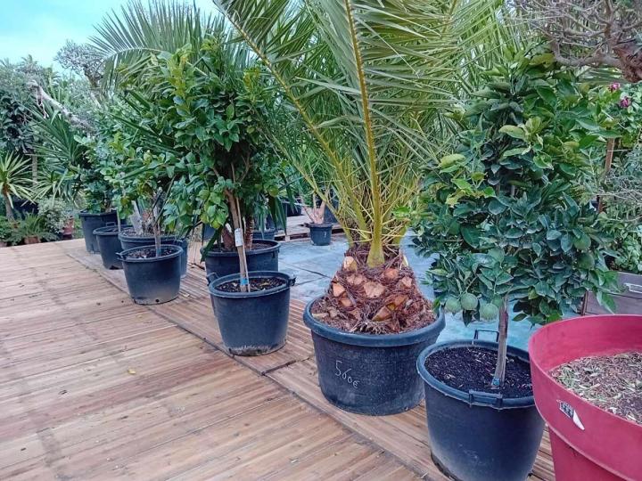 Vente d'arbres décoratifs à Portet-sur-Garonne