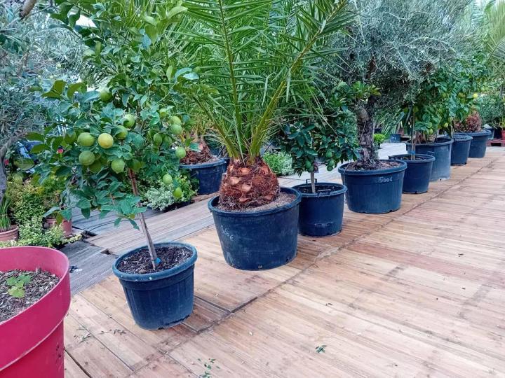 Commercialisation d'arbres d'ornement à Portet-sur-Garonne