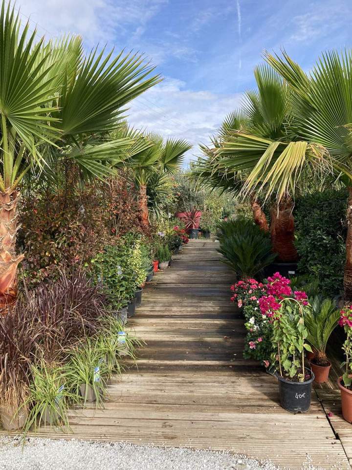 Distribution d'arbres fruitiers à Portet-sur-Garonne