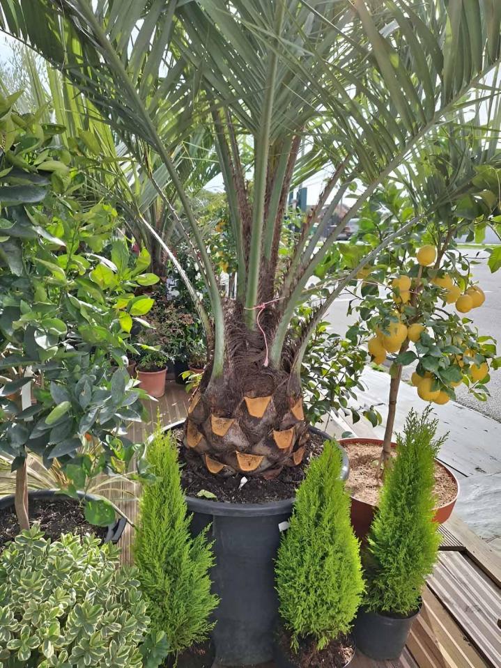 Distribution d'arbres fruitiers à Portet-sur-Garonne