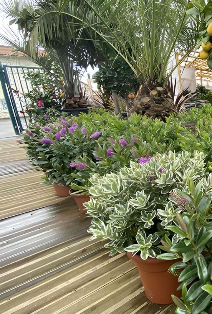 Vente de fleurs Portet-sur-Garonne