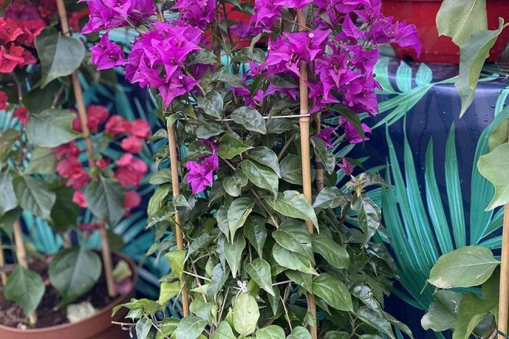 Marché floral à Portet-sur-Garonne