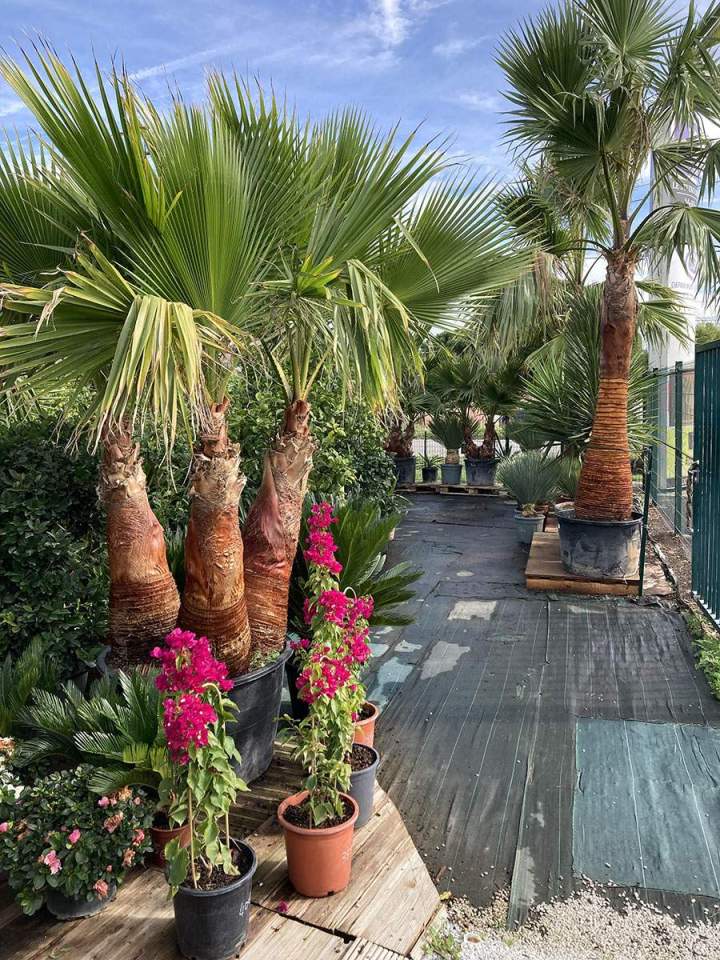 Distribution d'arbres fruitiers à Portet-sur-Garonne