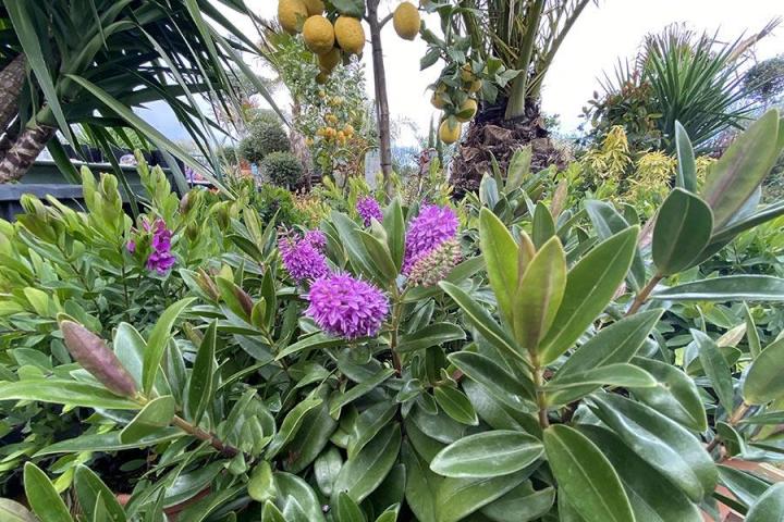 Distribution de fleurs à Portet-sur-Garonne