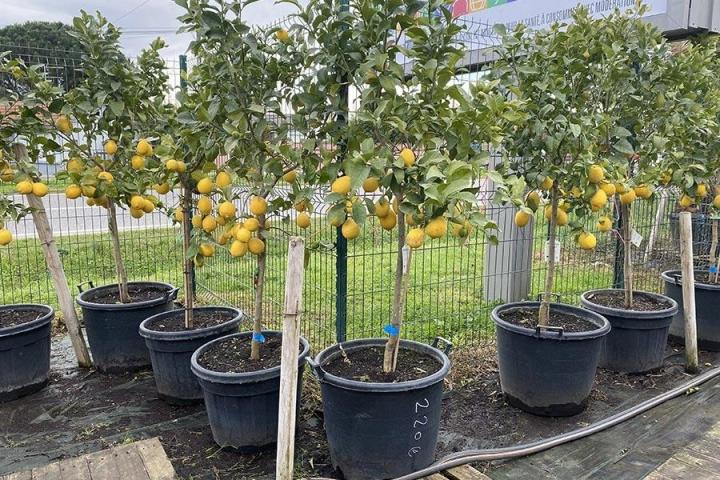 Marché d'arbres fruitiers à Portet-sur-Garonne
