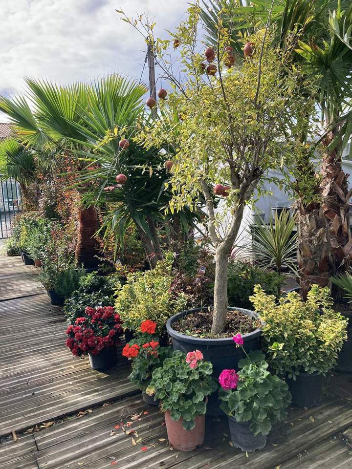 Marché d'arbres fruitiers à Portet-sur-Garonne