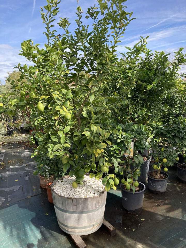 Vente de fleurs Portet-sur-Garonne