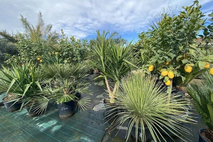 Vente d’une grande variété d’arbres fruitiers