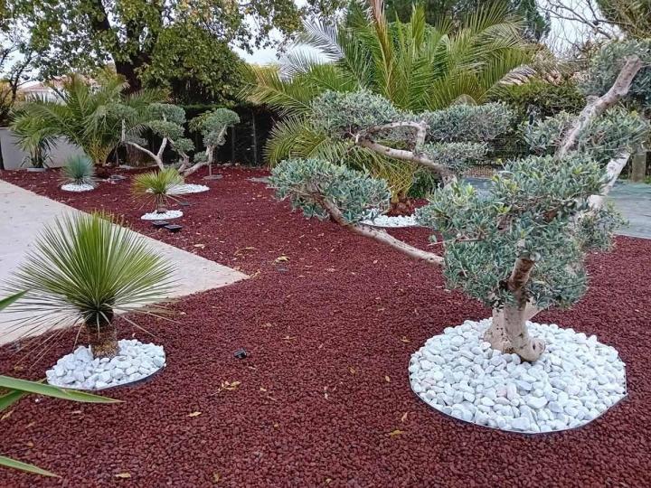 Vente de différents types d’arbres d’ornement