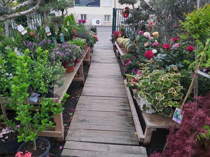 Vente de différents types de fleurs